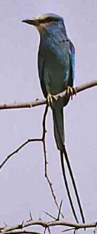 Abyssinian Roller - Photo copyright Cliff Buckton