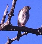 African Goshawk - Photo copyright Tony Galvan