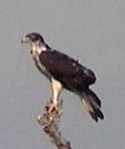 African Hawk-Eagle - Photo copyright Wim van der Schot
