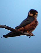 African Hobby - Photo copyright Adam Wilson