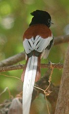 African Paradise-flycatcher - Photo copyright John Judge