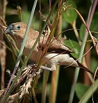 African Silverbill - Photo copyright Ben van den Broek