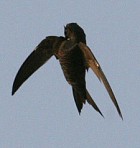 African Swift - Photo copyright Charlie Moores