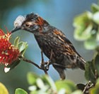 Akohekohe - Photo copyright Jack Jeffrey