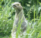 Altai Snowcock - Photo copyright David and Nancy Massie