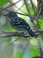 Amazonia Antshrike - Photo copyright Simon Woolley