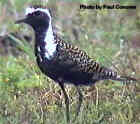 American Golden Plover - Photo by Paul Conover