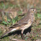 American Pipit - Highest breeding concentration - Photo copyright Don DesJardin