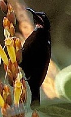 Amethyst Sunbird - Photo copyright Ron Eggert