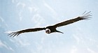 Andean Condor - Photo copyright Trevor Feltham