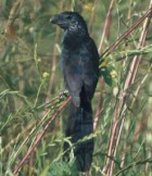 Groove-billed Ani - Photo copyright Don DesJardin