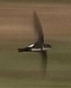 Antillean Palm-Swift - Photo copyright Wim van der Schot