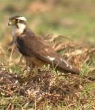 Aplomado Falcon - Photo copyright Jurgen Beckers