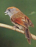 Ashy-throated Parrotbill - Photo copyright Tang Jun