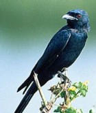 Ashy Drongo - Photo copyright Sumit Sen