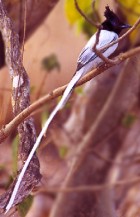 Asian Paradise-Flycatcher - Photo copyright Saleel Tambe