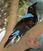 Fairy Bluebird - Photo copyright Christian Artuso