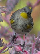 Audubon's Warbler - Photo copyright Manuel Grosselet