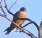 Australian Hobby - Photo copyright Tom and Marie Tarrant