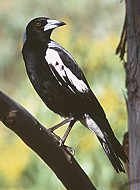 Australian Magpie -  Photo copyright John Milbank