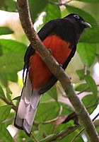 Baird's Trogon - THREATENED - Photo copyright Richard Garrigues