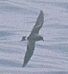 Band-rumped Storm-Petrel - Photo copyright Brian Patteson