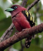 Banded Broadbill - Photo copyright Tee Lian Huat