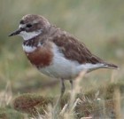 Double-banded Plover - Photo copyright Peter LaTourrette
