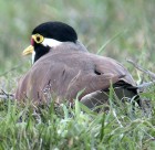 Banded Lapwing - Photo copyright Michael Collard