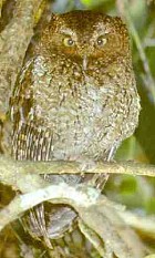 Bare-shanked Screech-Owl - Photo copyright Vaughan Ashby