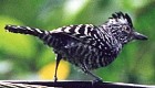 Barred Antshrike - Photo copyright Cliff Buckton