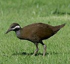 Barred Rail - Photo copyright Ivor Lee
