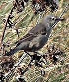 Barred Warbler - Photo copyright Ben van den Broek
