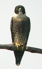 Bat Falcon - Photo copyright Pascal Dubois