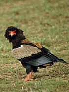 Bateleur - Photo copyright Ron Eggert