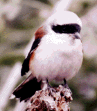 Bay-backed Shrike - Photo copyright Tony Coatsworth