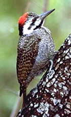 Bearded Woodpecker - Photo Giuliano Gerra and Silvia Sommazzi