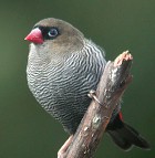 Beautiful Firetail - Photo copyright Tom and Marie Tarrant