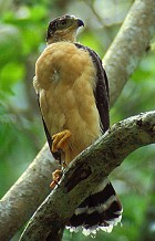 Bicolored Hawk - Photo copyright Steve Nanz