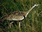 Black-bellied Bustard - Photo copyright Ron Eggert
