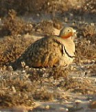Black-bellied Sandgrouse - Photo copyright Cursorius
