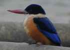 Black-capped Kingfisher - Photo copyright Karl Ng