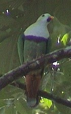 Black-chinned Fruit-Dove - Photo copyright Wim van der Schot