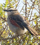 Black-crowned Tchagra - Photo copyright Jussi Vakkala