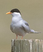 Black-fronted Tern - Photo coyright Mike Danzenbaker
