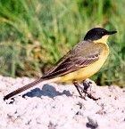 Black-headed Wagtail - Photo copyright Erik Kleyheeg