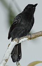Black-hooded Antshrike - Photo copyright Tom Davis