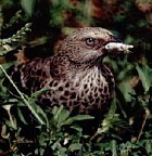 Black-lored Babbler - Photo copyright Ron Eggert