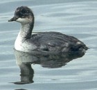 Black-necked Grebe (juv) - Photo copyright Trevor Feltham