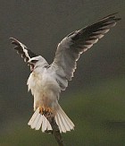 Black-shouldered Kite - Photo copyright Yvonne Milbank